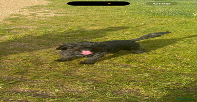 Cockapoo dogs - Advert 3