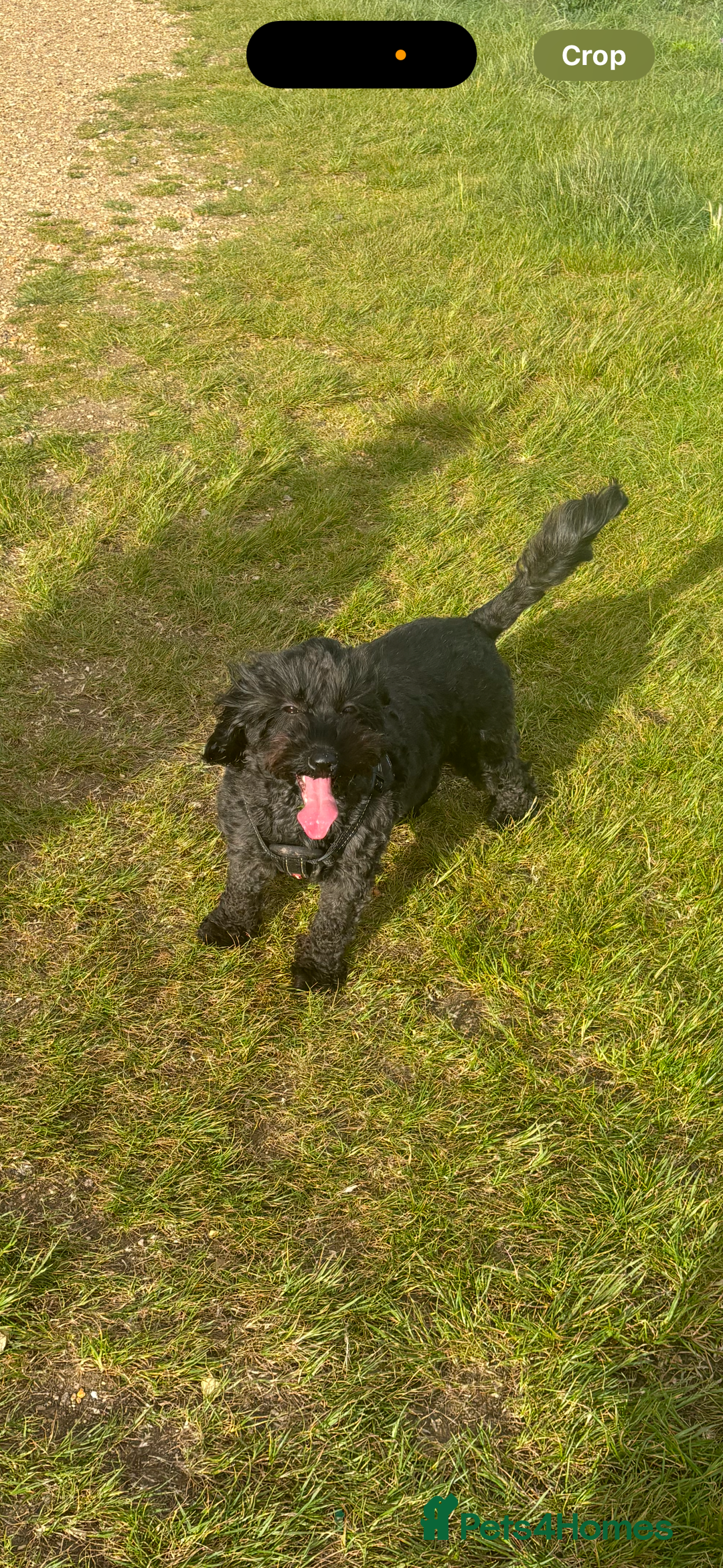 Cockapoo dogs for sale: STUNNING F2 COCKAPOO PUPPIES LOOKING FOR THEIR 🏡 - Image 4