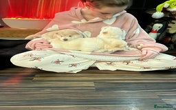 Siberian Husky dogs for sale: 3 fluffy chowski’s  - Advert 14