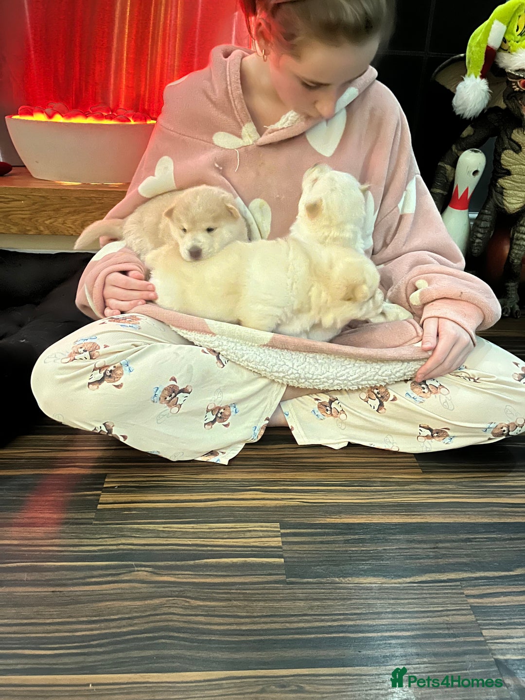 Siberian Husky dogs for sale: 3 fluffy chowski’s  - Advert 14