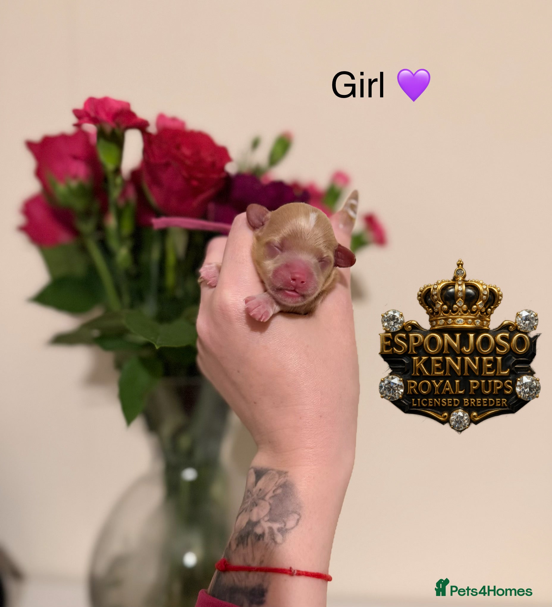 Maltipoo dogs 👑Ultra Tiny CH F1 Exclusive Asian Maltipoo Pups👑 - Advert 14