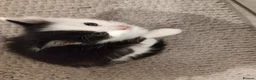 Mixed Breed cats for sale: 3 Fluffy kittens are ready for new homes in Bristol - Advert 2