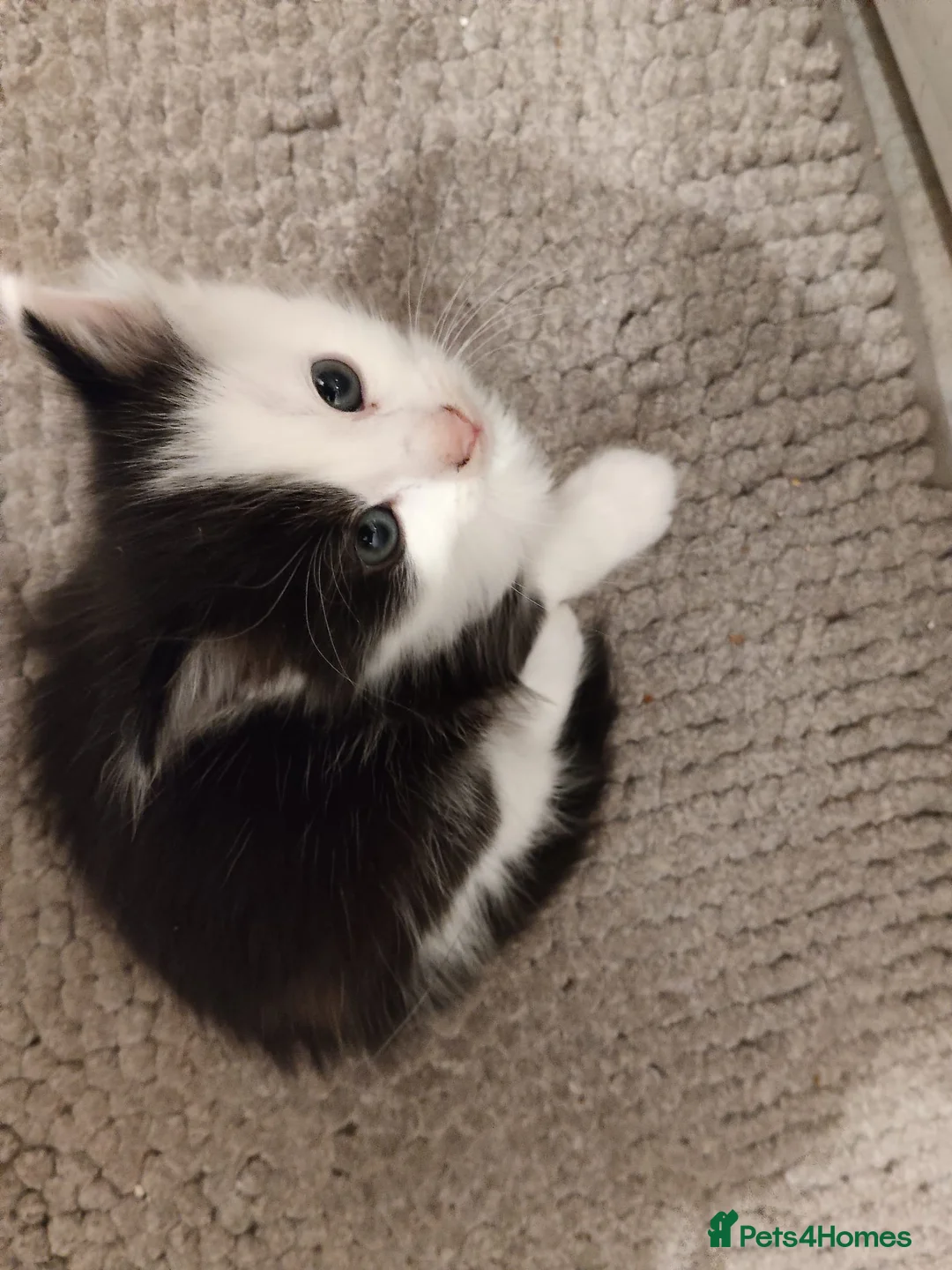 Mixed Breed cats for sale: 3 Fluffy kittens are ready for new homes in Bristol - Advert 2