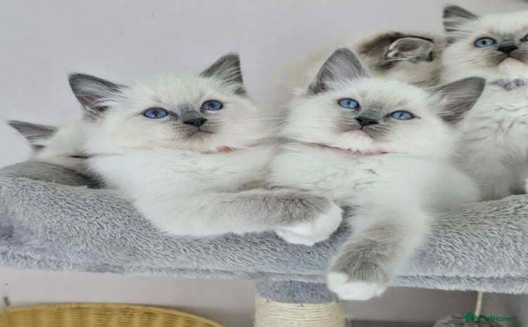 Ragdoll cats - Advert 1