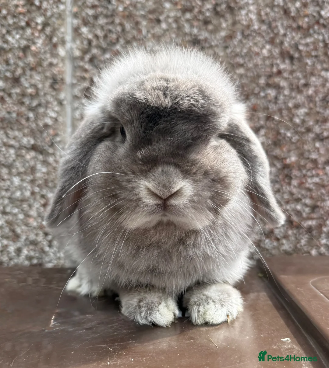 Mini Lop rabbits for sale: Nice Type Brood Doe - Advert 2