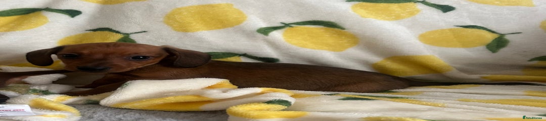 Dachshund Puppy 3