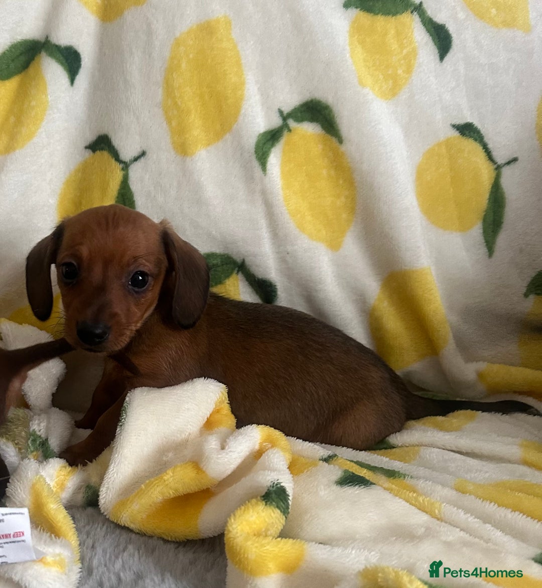 Dachshund dogs for sale: Outstanding dachshund puppies - Image 27