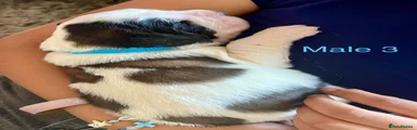 Saint Bernard 3 Blue 
