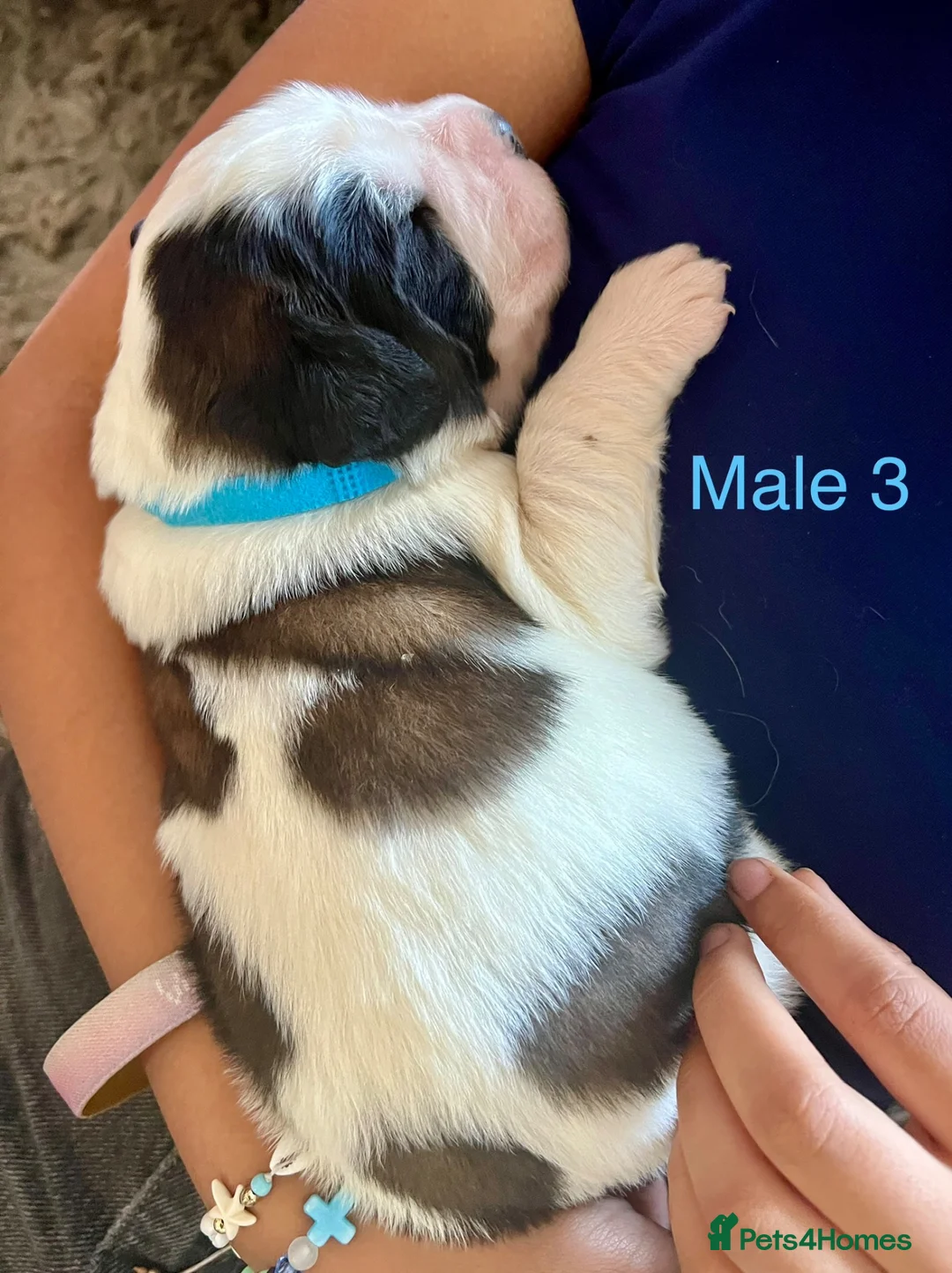 Saint Bernard dogs for sale: Beautiful KC registered show quality Puppies.  - Advert 35