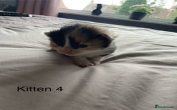 Ragdoll cats for sale: Ragdoll Kittens  - Image 8
