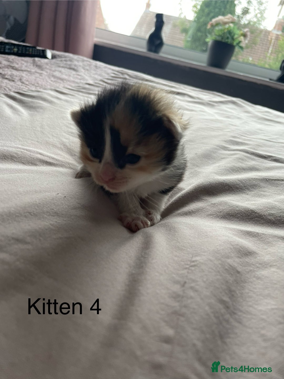 Ragdoll cats for sale: Ragdoll Kittens  - Image 8