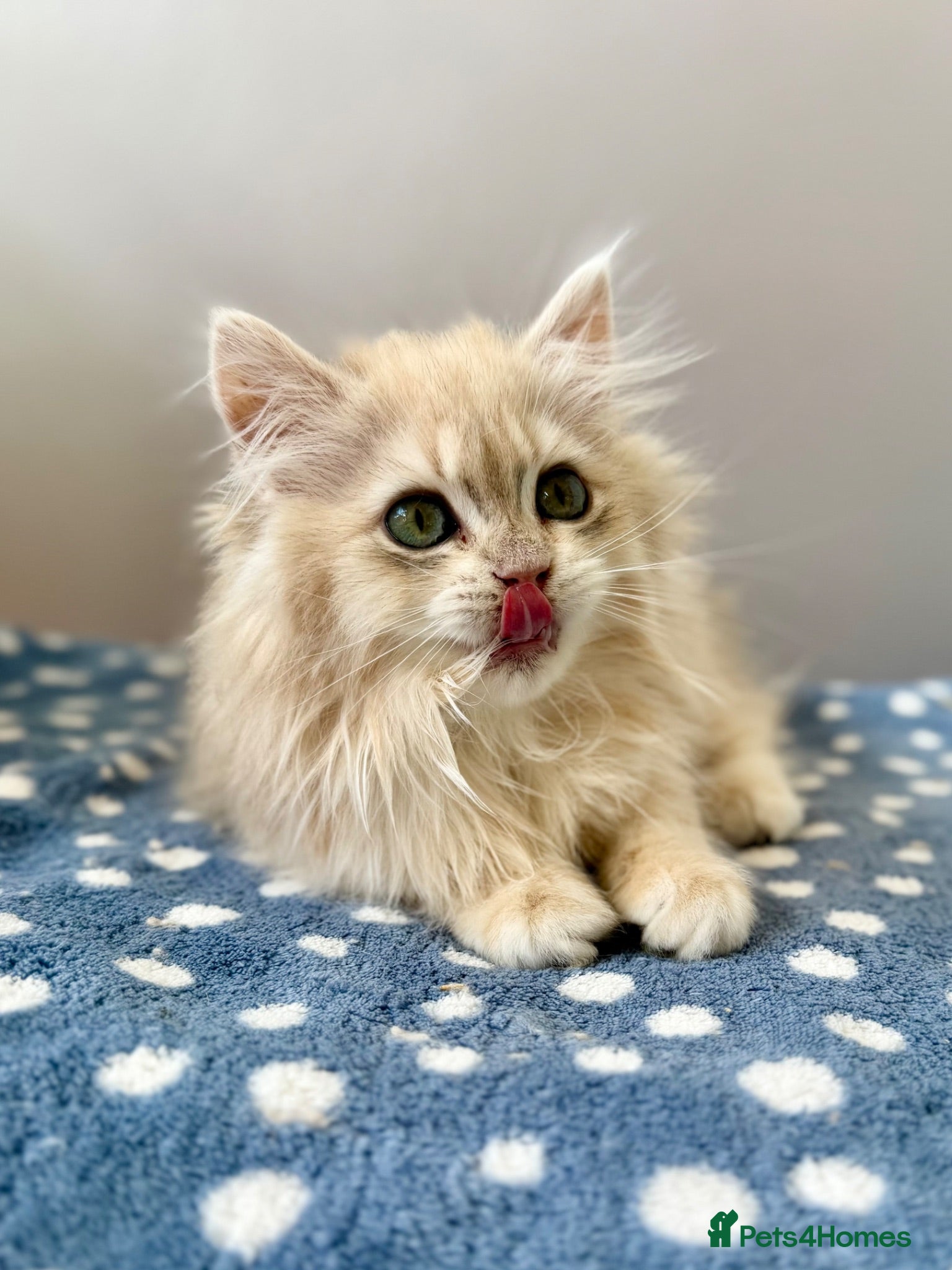 British Longhair cats Champion lines Golden British Longhairs - Advert 2