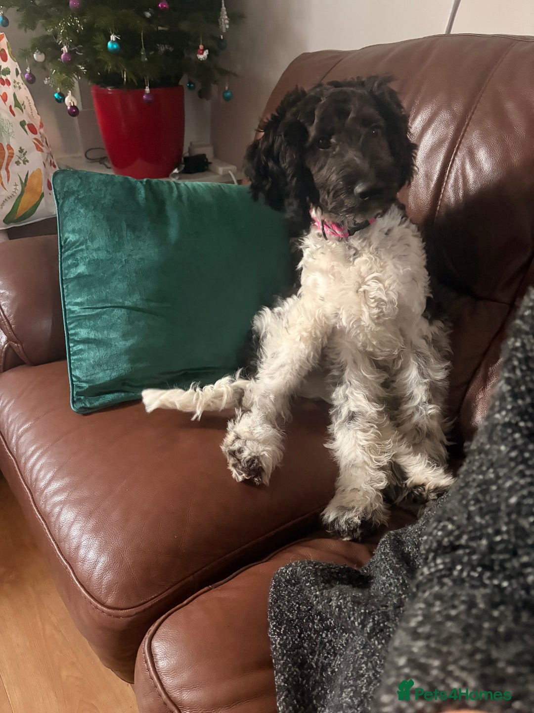 Labradoodle dogs for sale: 5 month old Labradoodle Clover - Advert 4