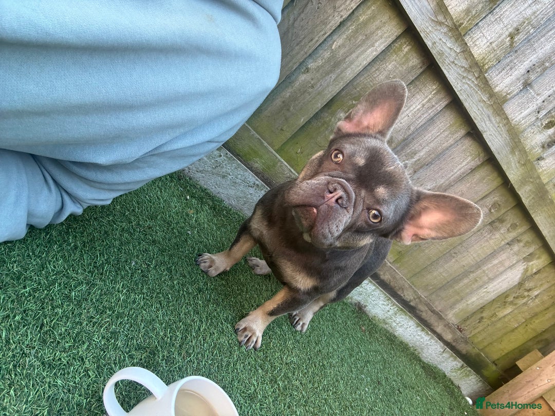 French Bulldog dogs for sale: French bulldog  - Advert 6