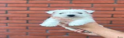 West Highland Terrier dogs for sale: West highland terrier puppies  - Advert 25