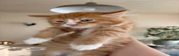 Mixed Breed cats for sale: Beautiful kittens for sale !! in Girvan - Advert 22