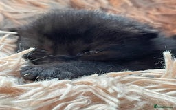 British Shorthair cats for sale: ⭐️🐈‍⬛READY NOW!! British SH Black Kittens⭐️🐈‍⬛ - Image 1