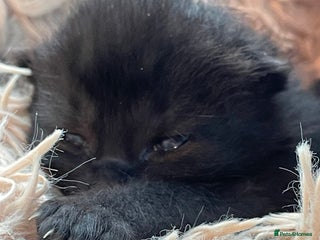 British Shorthair cats for sale - Advert 1