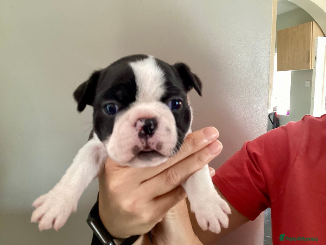 Boston Terrier dogs for sale: 9 BEAUTIFUL BOSTON TERRIER PUPPIES (4 GIRLS LEFT) - Image 36