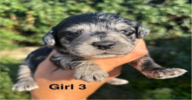 Cockapoo dogs - Advert 15