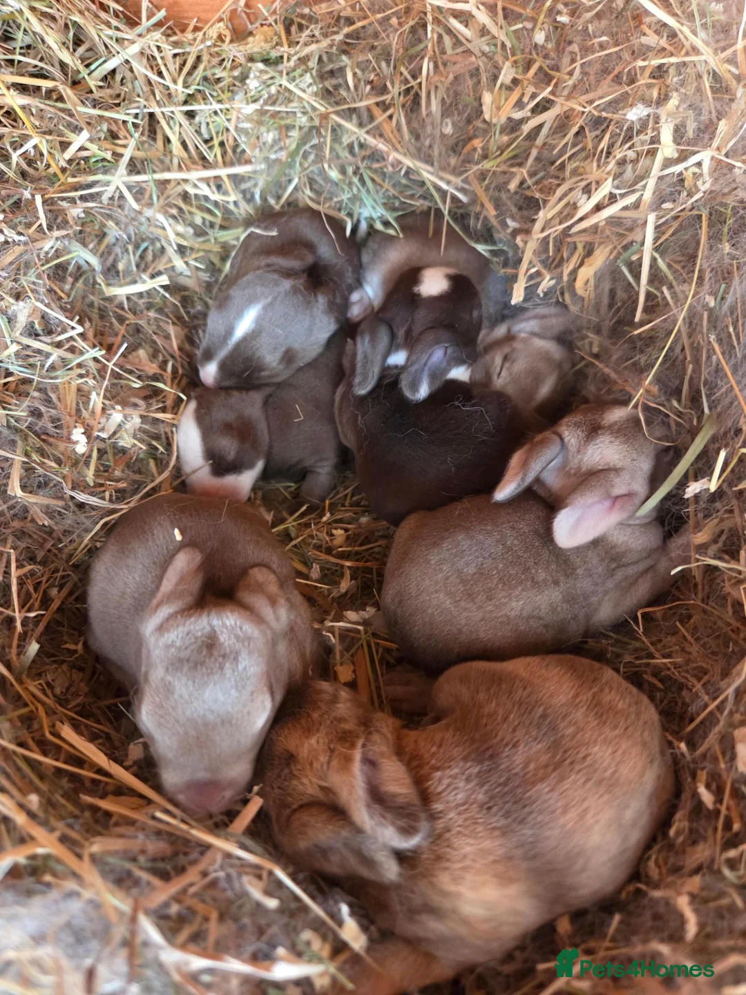 Rex rabbits for sale: Vienna Marked Mini Rex babies - Advert 5