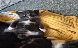 Mixed Breed cats for sale: 4 black and white kittens - Image 1