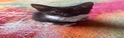 Mixed Breed cats for sale: Cheeky kittens - Advert 5