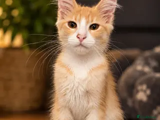 Maine Coon cats 🐾 Tica registered Maine coon kittens - Advert 4