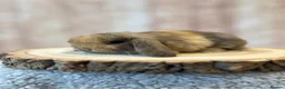 Mini Lop rabbits for sale: 🐰Gorgeous mini lops🐰 - Advert 11