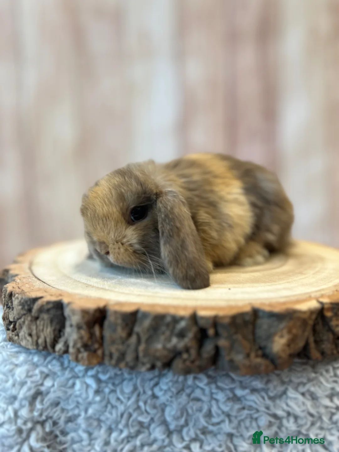 Mini Lop rabbits for sale: 🐰Gorgeous mini lops🐰 - Advert 11