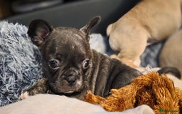 Mixed Breed dogs for sale: Frenchie x chihuahua - Image 11