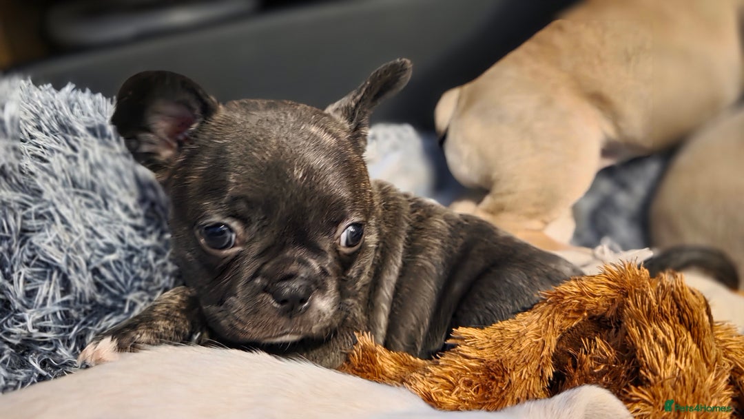 Mixed Breed dogs for sale: Frenchie x chihuahua - Image 11