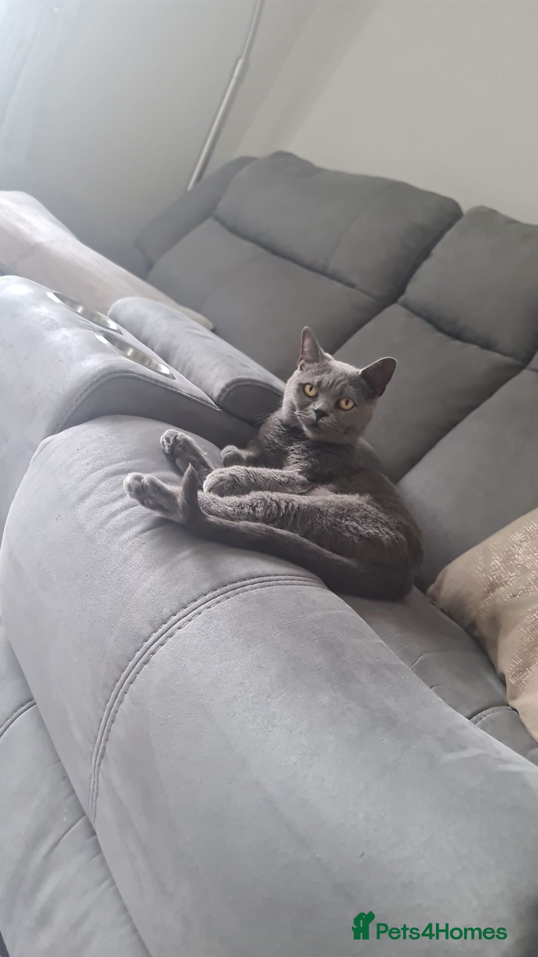 British Shorthair cats for sale: British shorthair cat - Image 5
