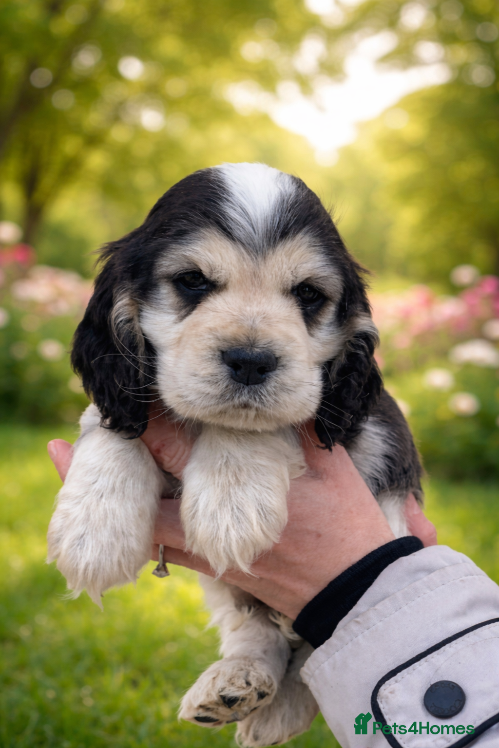 Cocker Spaniel dogs Super Cute little boys ready in a few days! - Advert 5