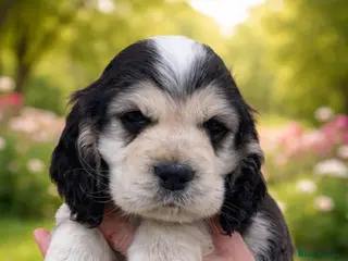 Cocker Spaniel dogs Super Cute little boys ready in a few days! - Advert 2