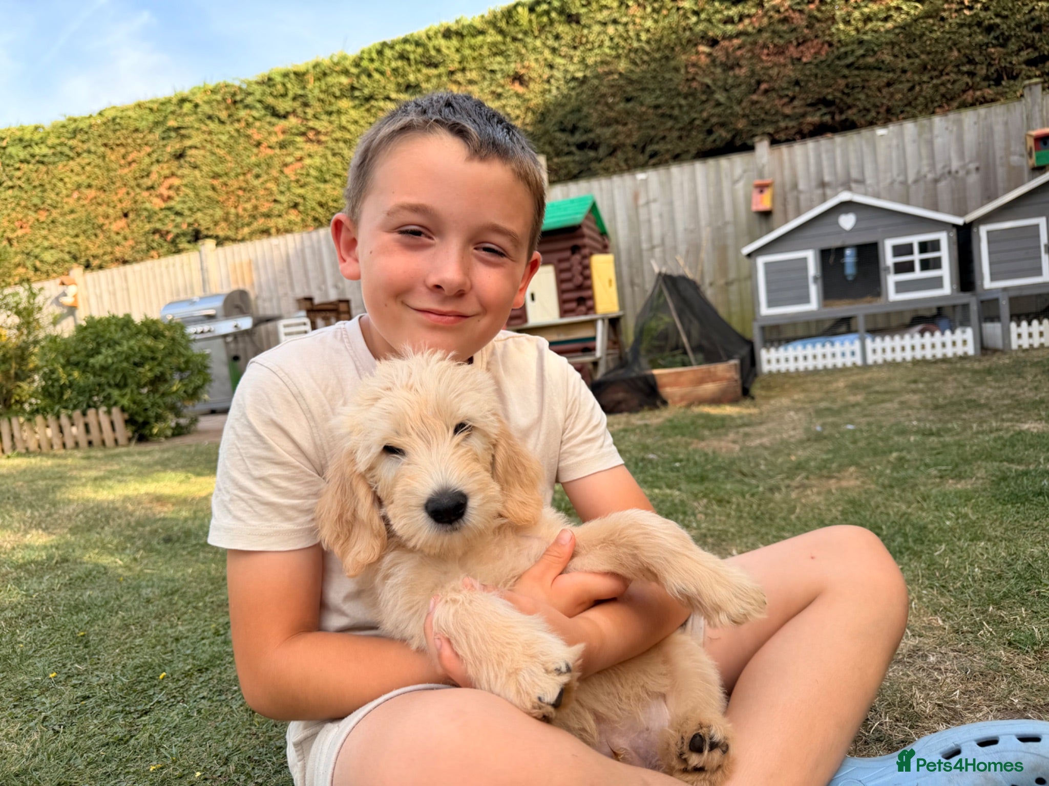 Goldendoodle dogs *LAST ONE* Goldendoodles Essex - Advert 10