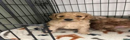 Cockapoo dogs for sale: Cockapoo Puppies Looking for Loving Homes - Advert 13