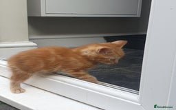 Mixed Breed cats for sale: Adorably beautiful kitten - Image 2