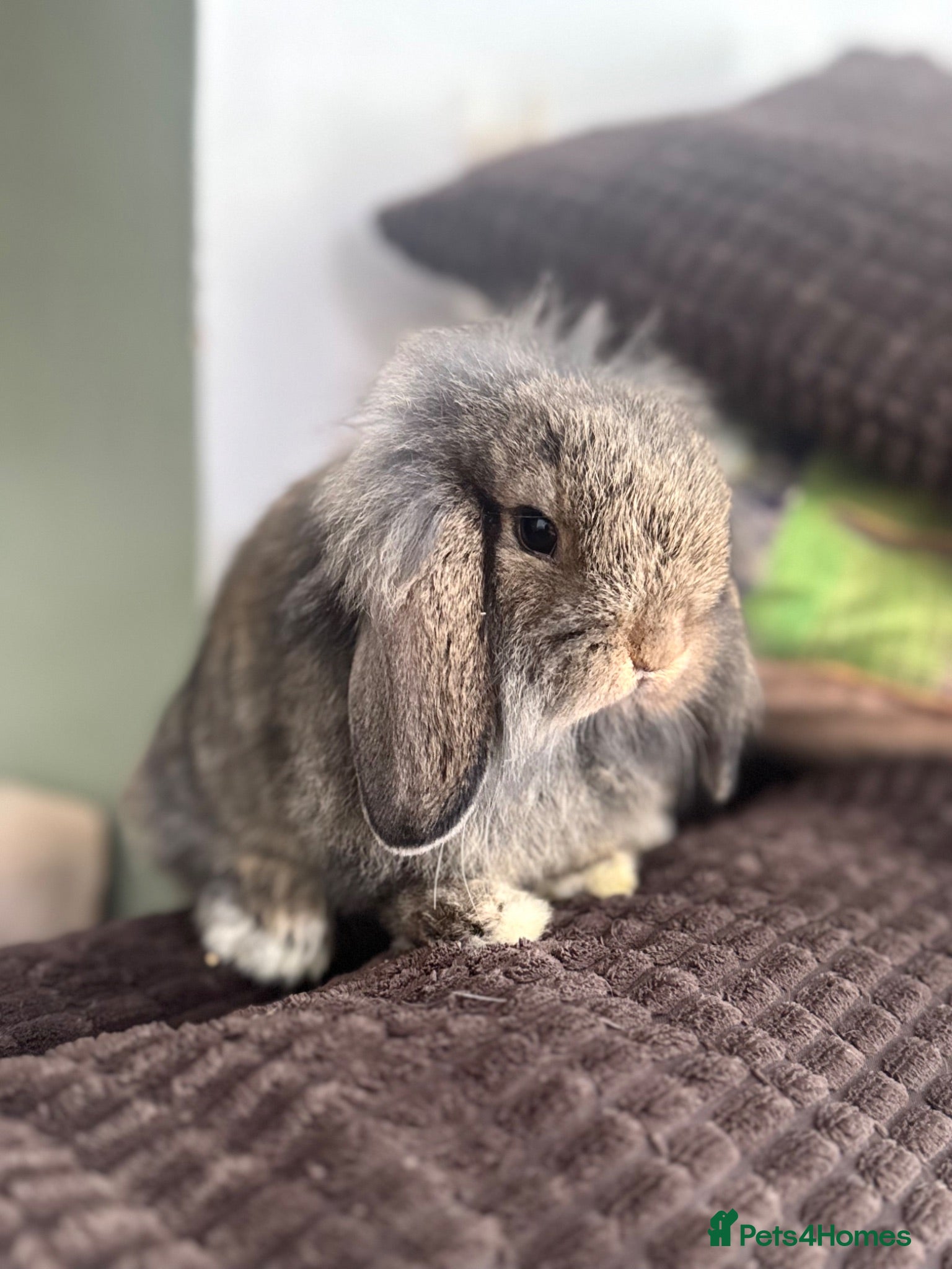 Mini Lop rabbits Lovely mini lop & lion lop babies (vaccinated) - Advert 1