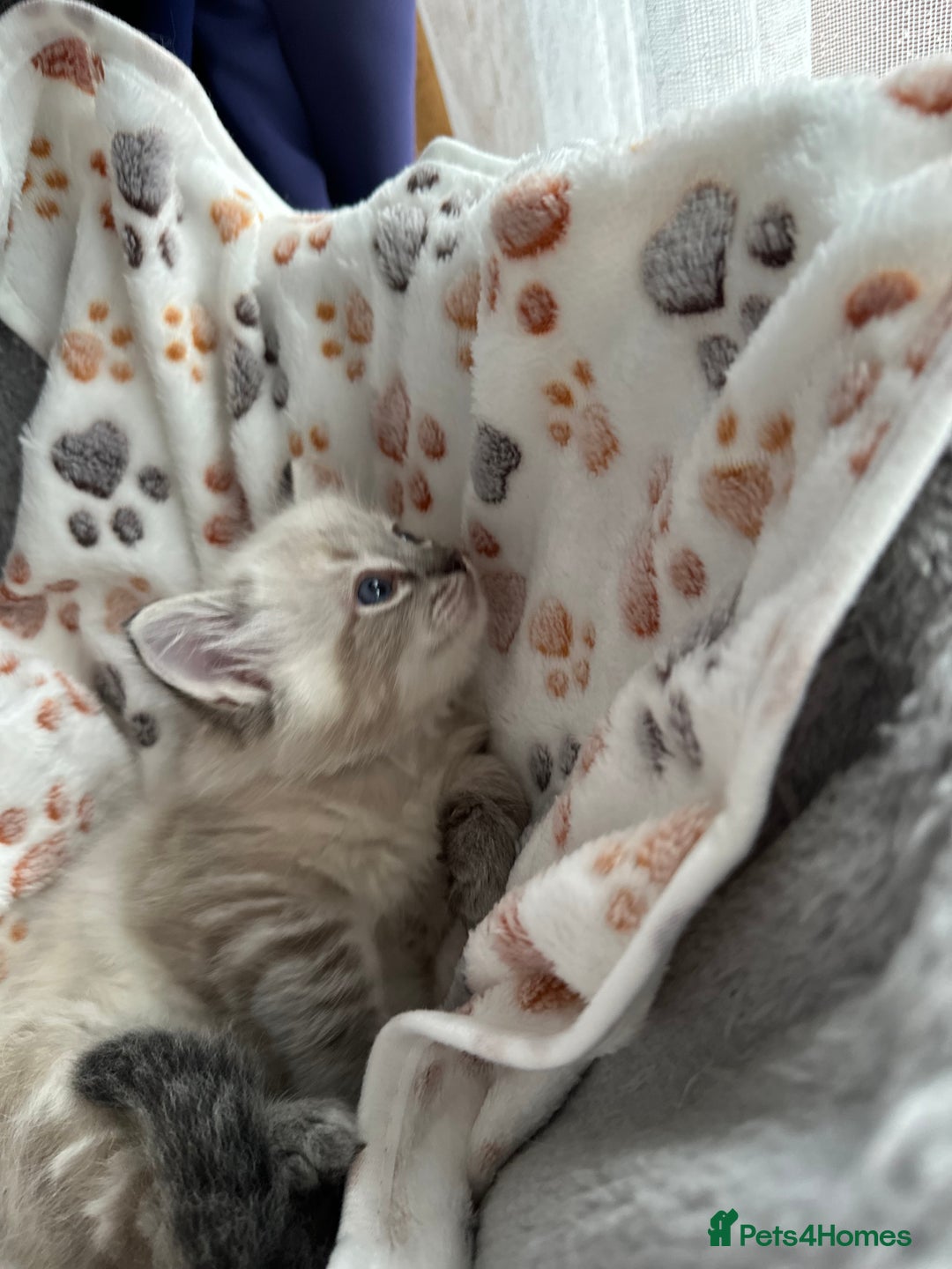 Ragdoll cats for sale: Gorgeous ragdoll kittens  - Advert 29