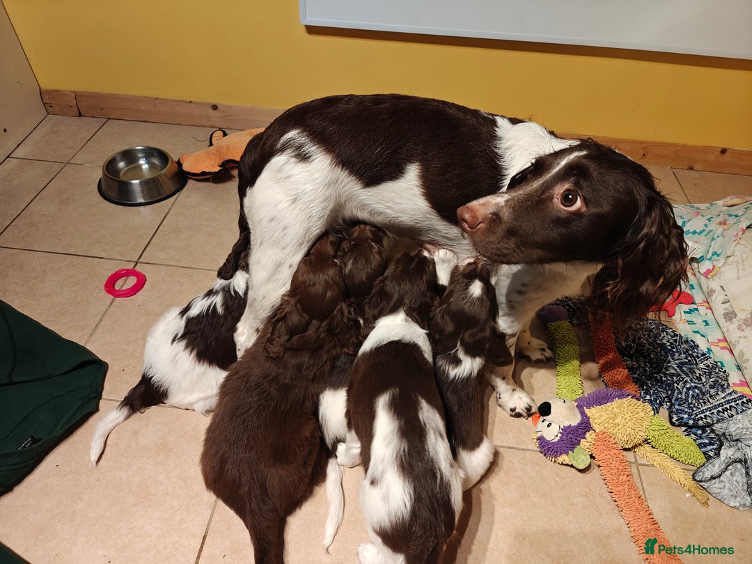 Sproodle dogs for sale: English springer spaniel& sproodle mix - Advert 2