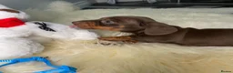 Miniature Dachshund dogs for sale: 3 Beautiful Miniature Dachshunds puppys - Advert 12