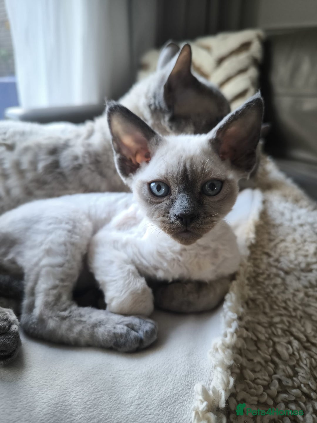 Devon Rex cats for sale: Devon Rex💕Blue Point Lynx Girl🩷Blue Point Boy💙 - Advert 33