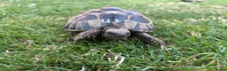 Hermann Tortoise reptiles for sale: Various Ages of Hermann Tortoises in Bridgwater - Advert 12