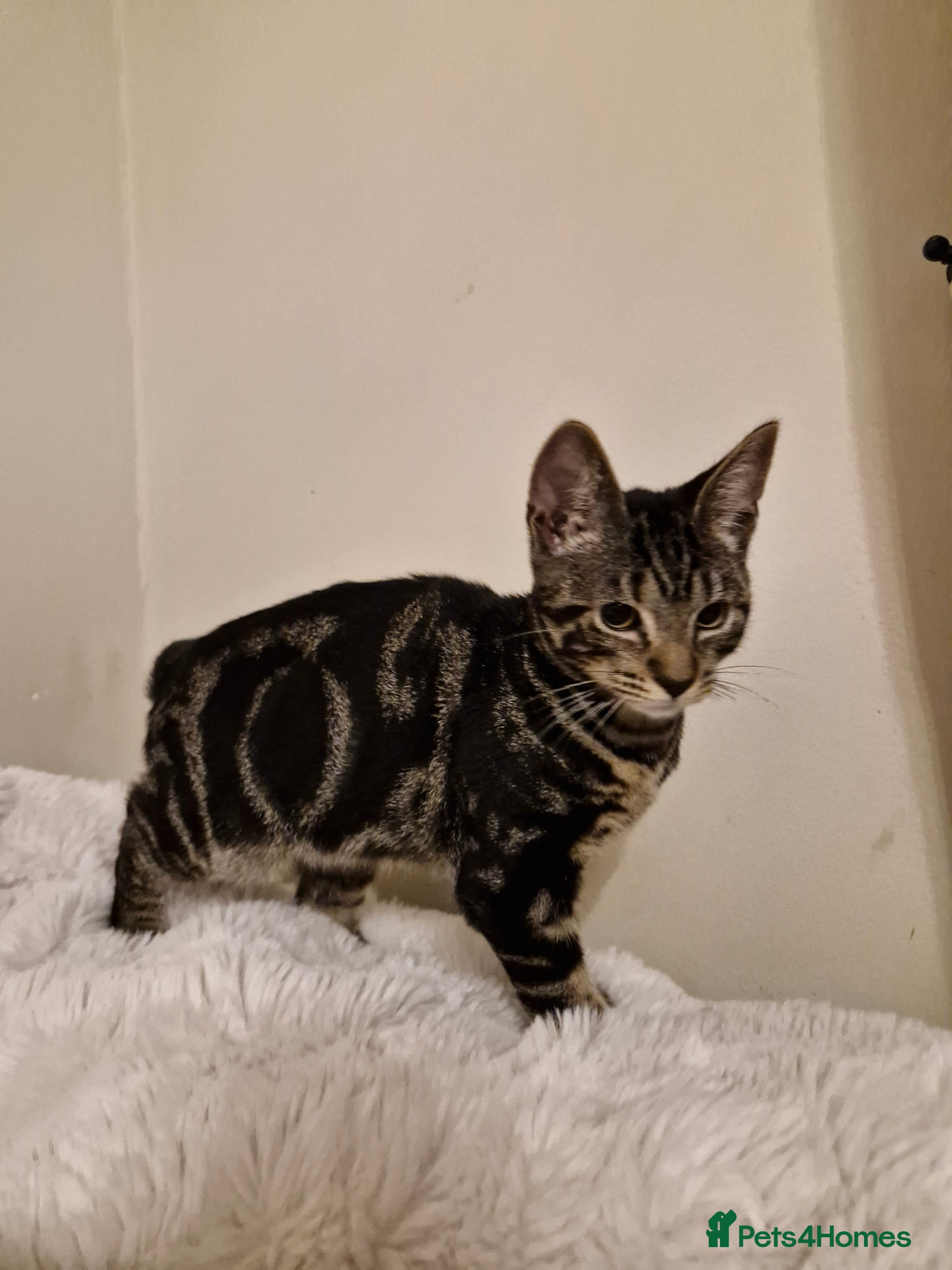 Mixed Breed cats Kittens READY NOW - Advert 20