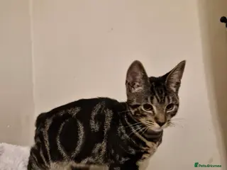 Mixed Breed cats Kittens READY NOW - Advert 20