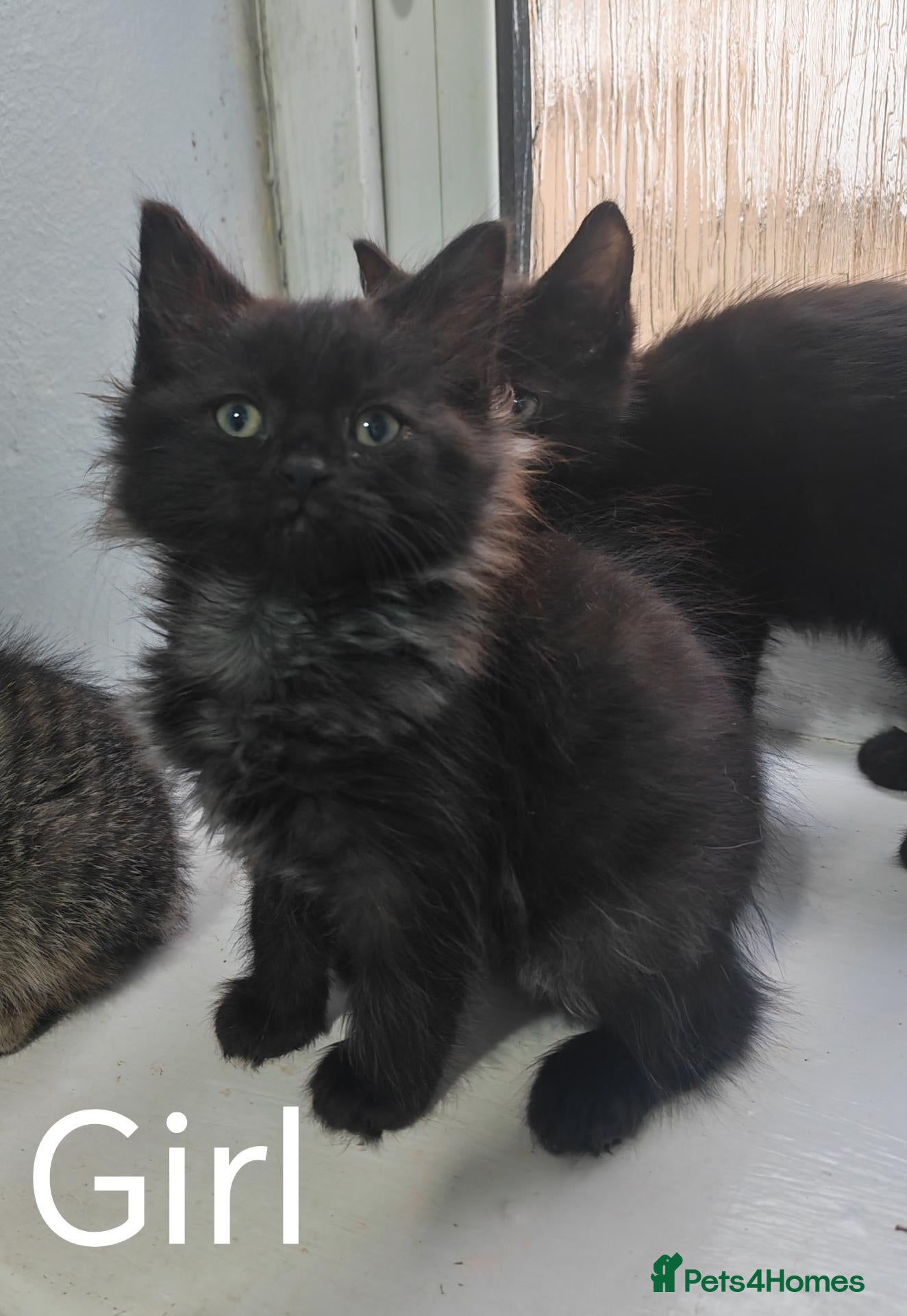 Mixed Breed cats Beautiful FLUFFY kittens VIDEOS - Advert 6