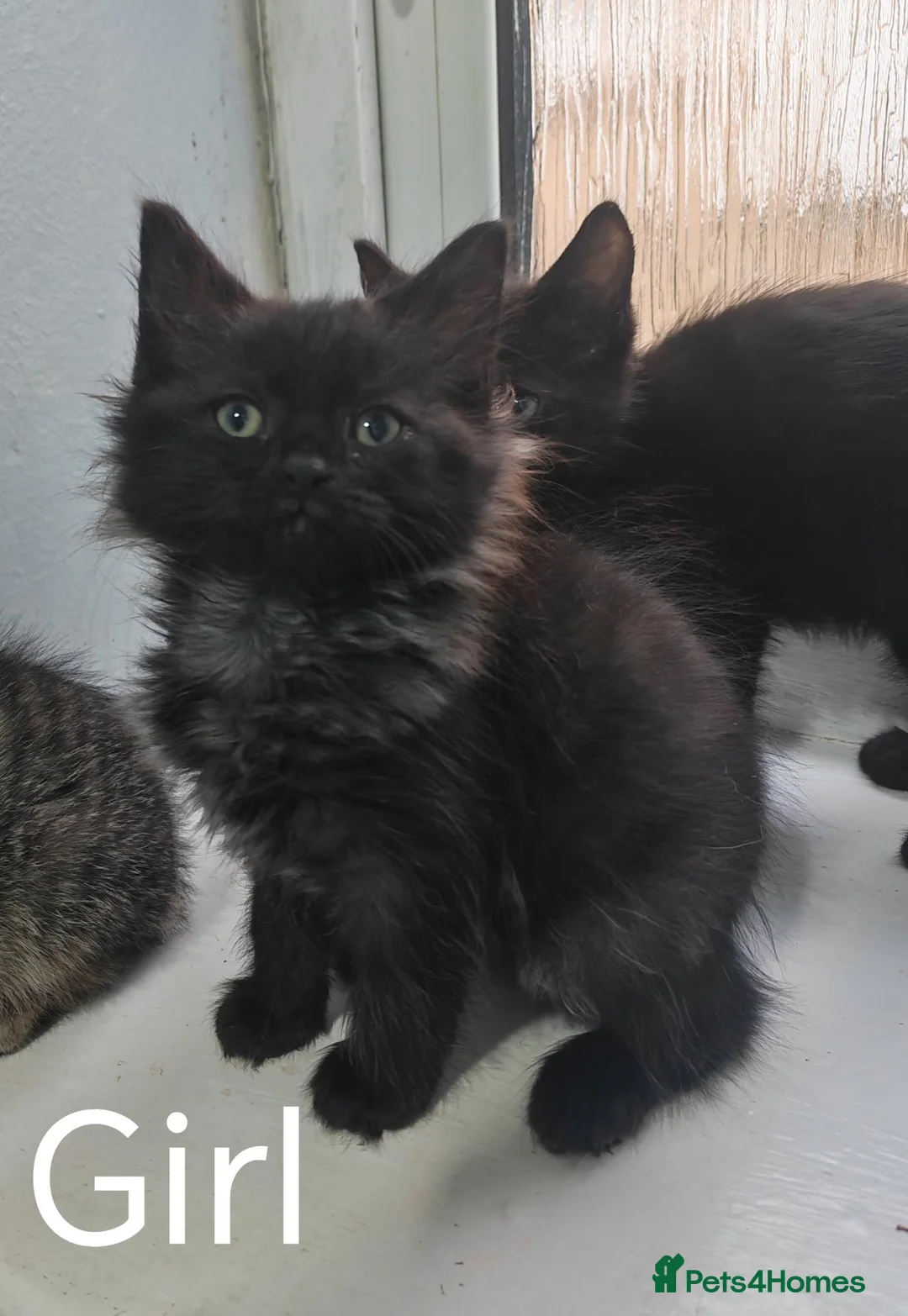 Mixed Breed cats for sale: Beautiful FLUFFY kittens VIDEOS - Advert 1