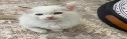 Ragdoll cats for sale: TICA REGISTERED PUREBRED RAGDOLL KITTENS AVAILABLE - Advert 12