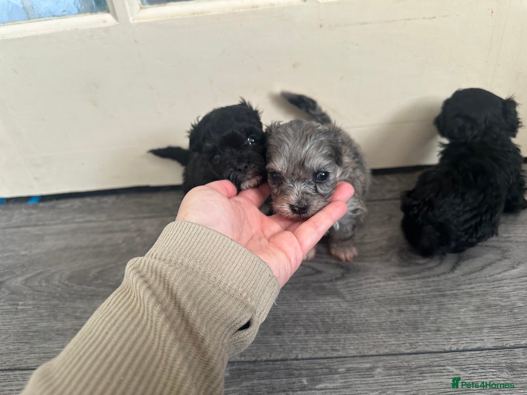 Maltipoo dogs for sale: F1 Toy Maltipoos - Advert 20